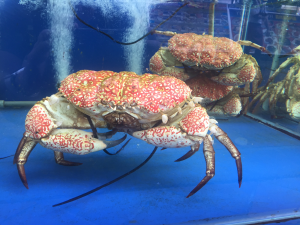 kh singapore crabs